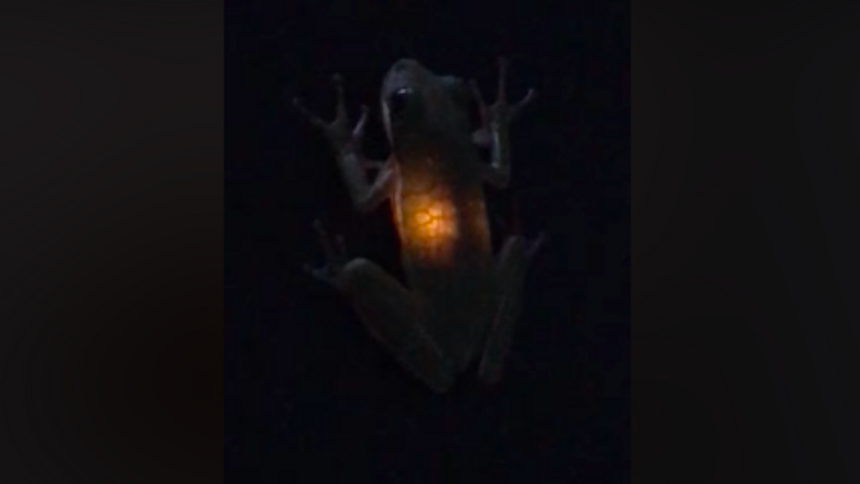Frog glows after eating a lightning bug and it's the coolest thing