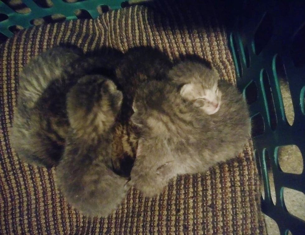 Family Wakes Up at Night to Find Kittens in Basement But They Don't Own ...