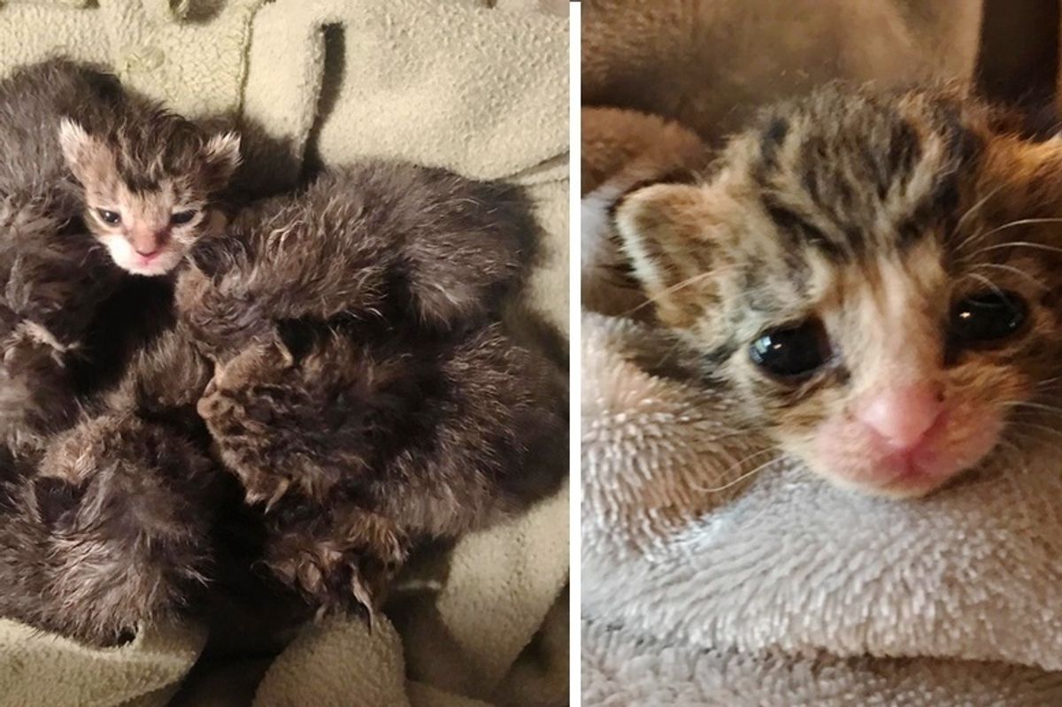 Family Wakes Up at Night to Find Kittens in Basement But They Don't Own a Cat