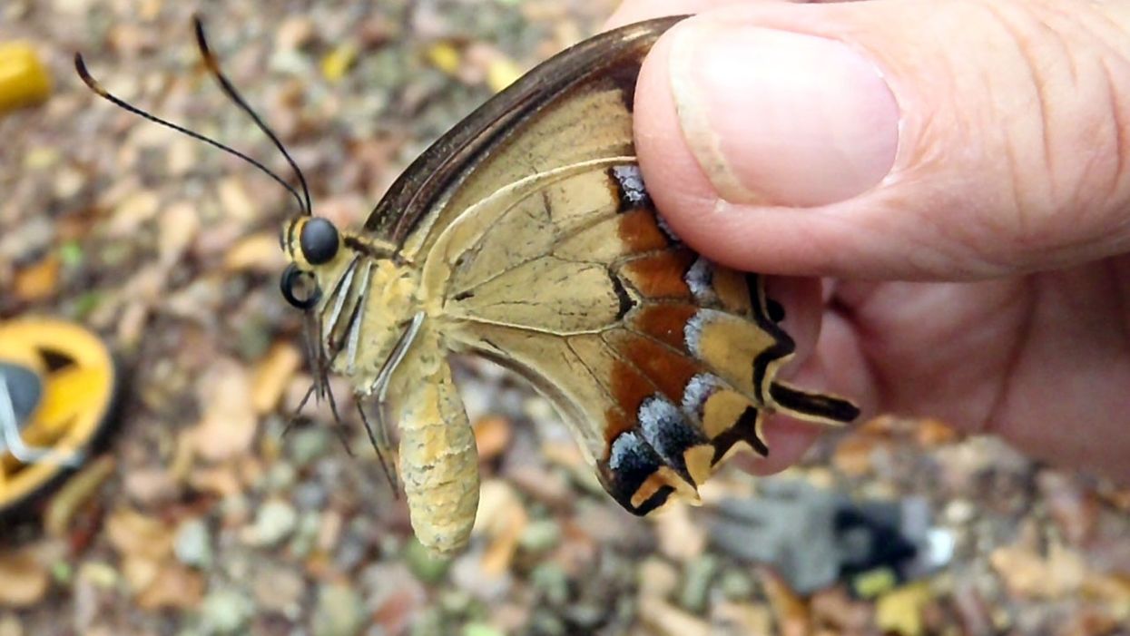 Two previously endangered butterflies are being reintroduced to Florida