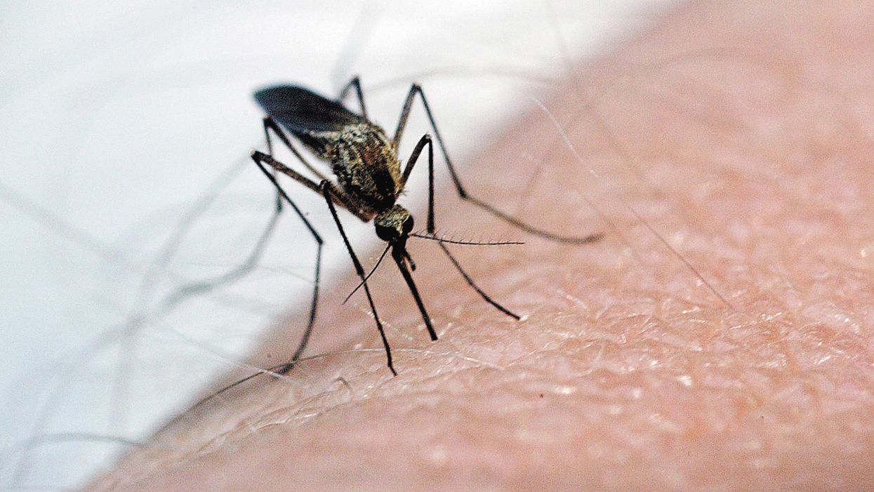 15 tweets that prove mosquitoes are the absolute worst