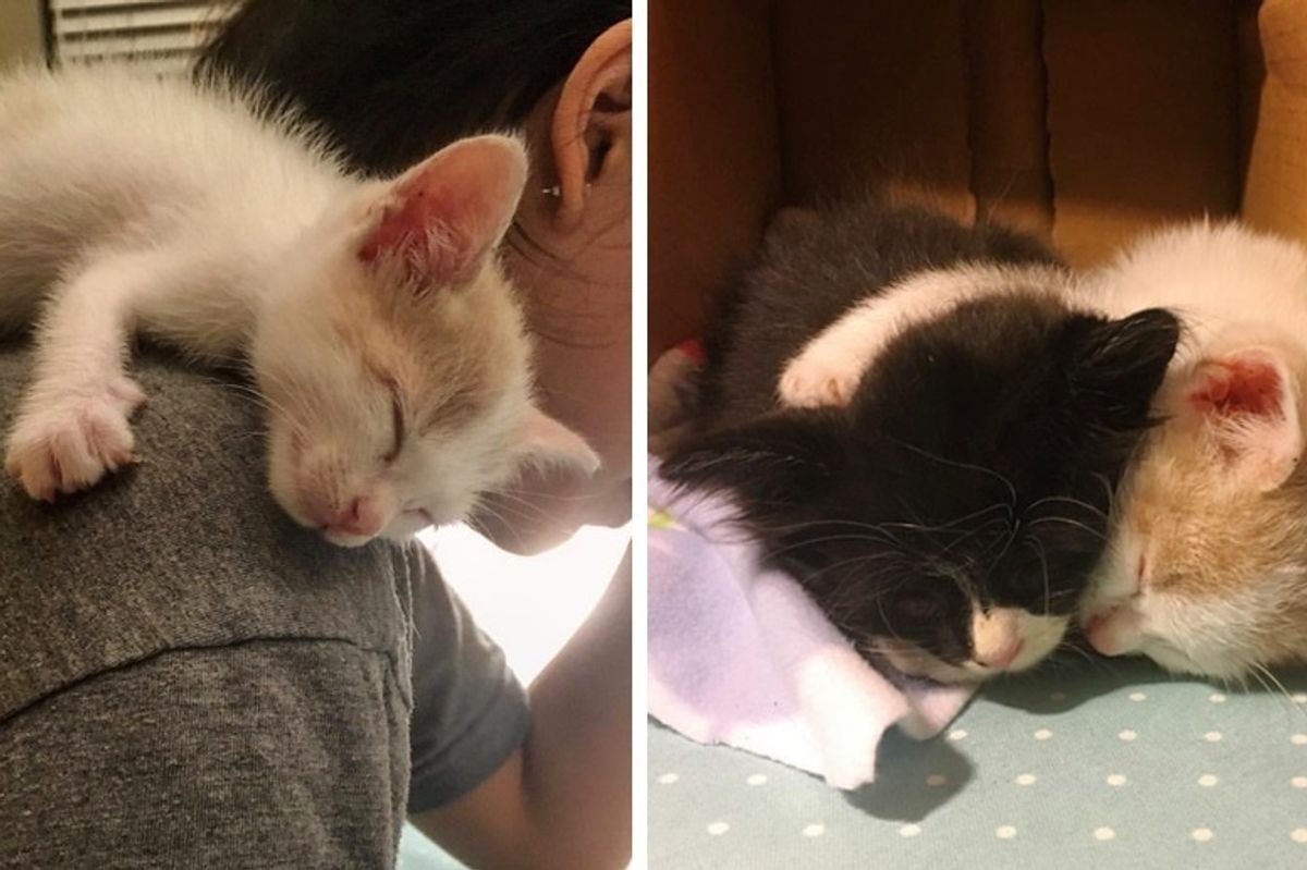 Rescued Kitten Clings to Everyone Until He Finds a Friend He’s Been Waiting For