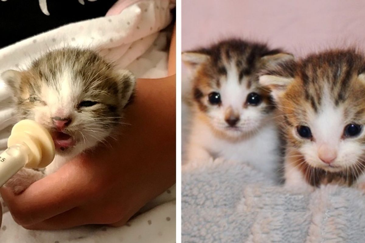 11-year-old Girl Rescues 2 Orphaned Kittens Just in Time and Becomes Their Foster Mom