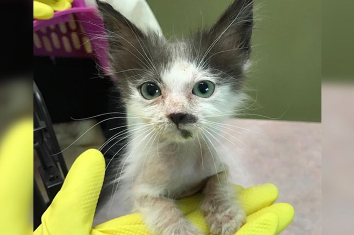 Woman Saves Sick Kitten That No One Wanted and Helps Her Heal and Regain Her Glorious Fluff