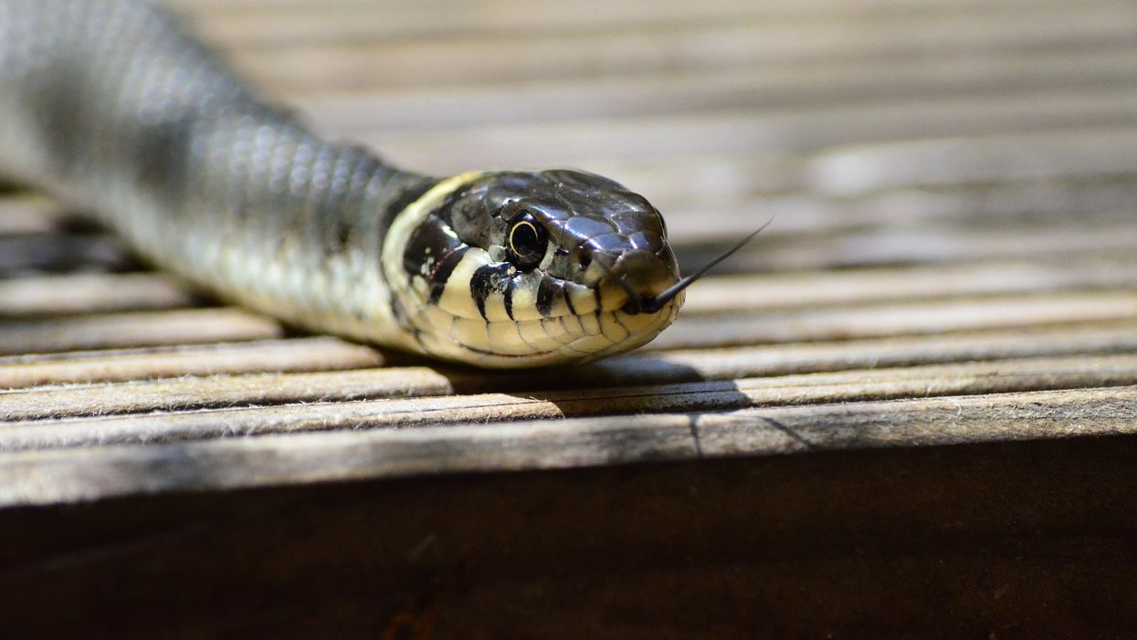 Even snakes are begging to get out of the heat this summer