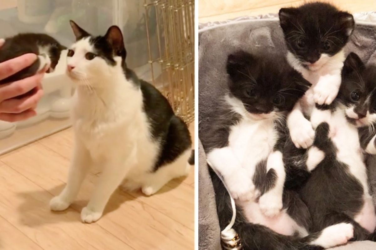 Cat Mama Finds Safe Home and Gets Help from Another Cat to Raise Her Kittens