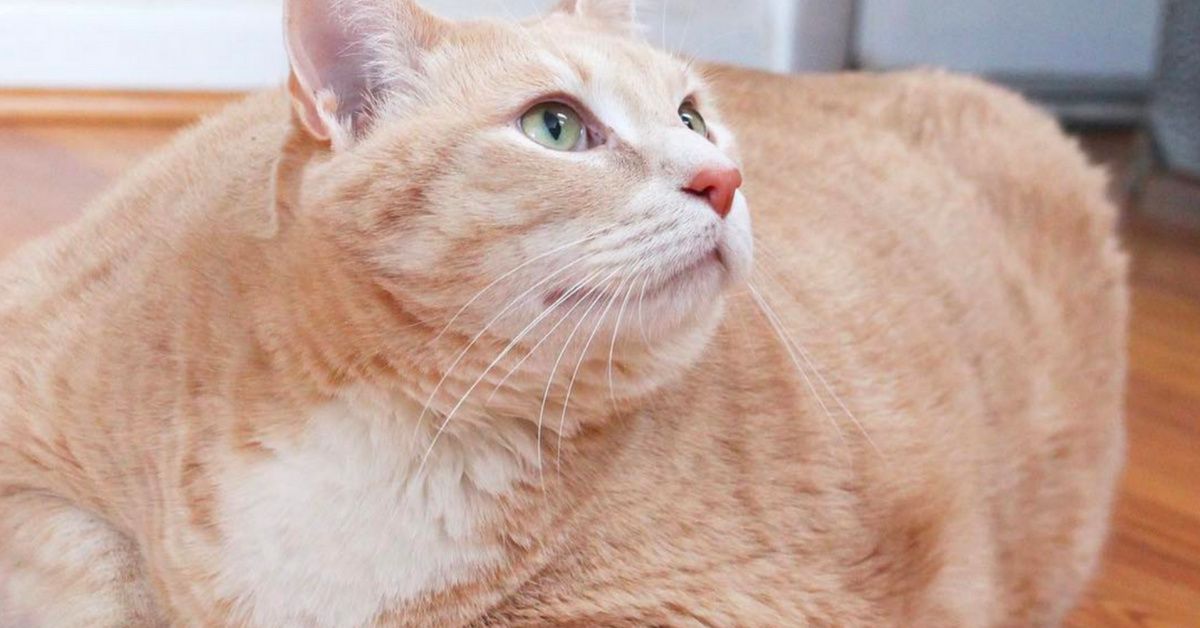 This 33-Pound Cat Setting Out On A Weight Loss Journey Is The Internet's New Obsession