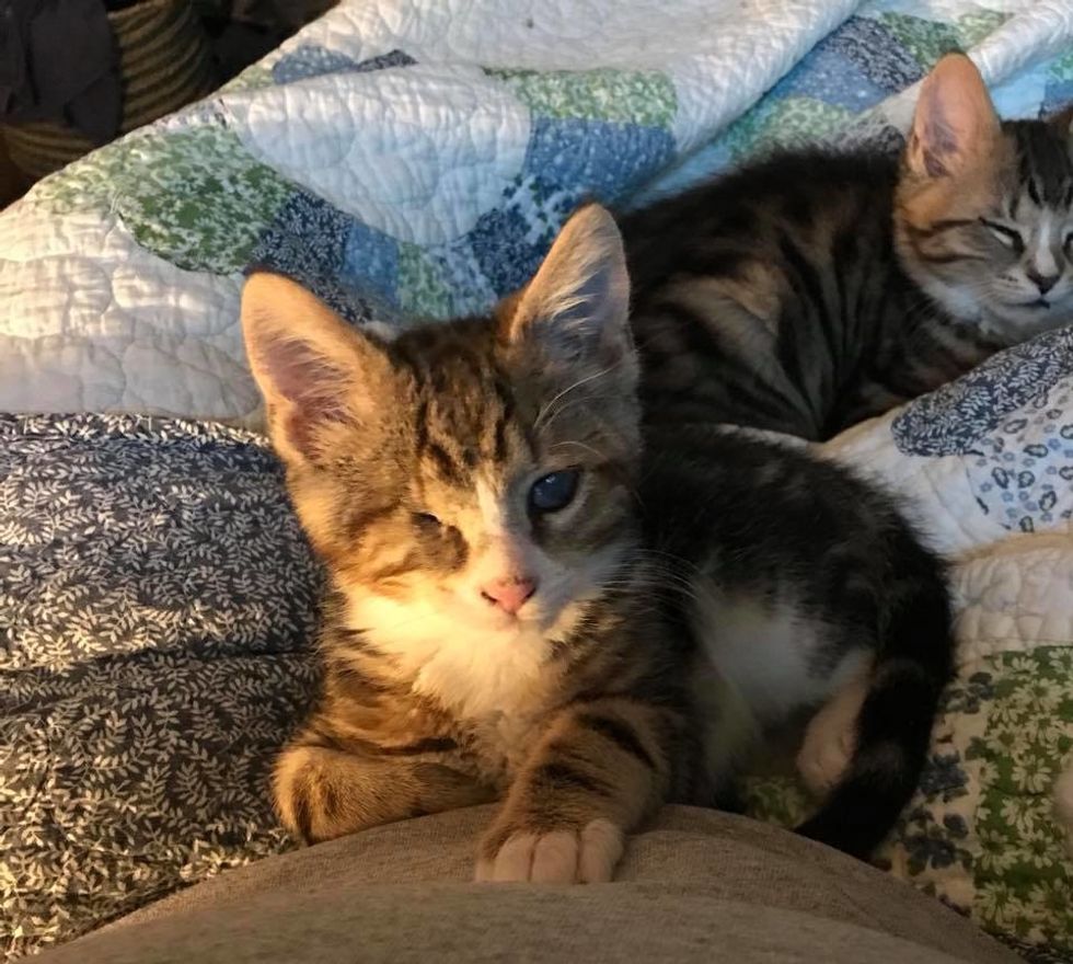 Kitten Comforts His Brother Who Lost an Eye - They Share an Incredible ...