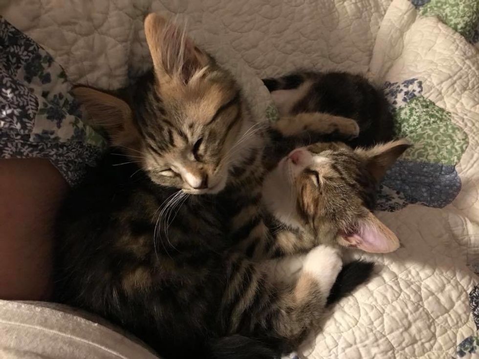 Kitten Comforts His Brother Who Lost an Eye - They Share an Incredible ...