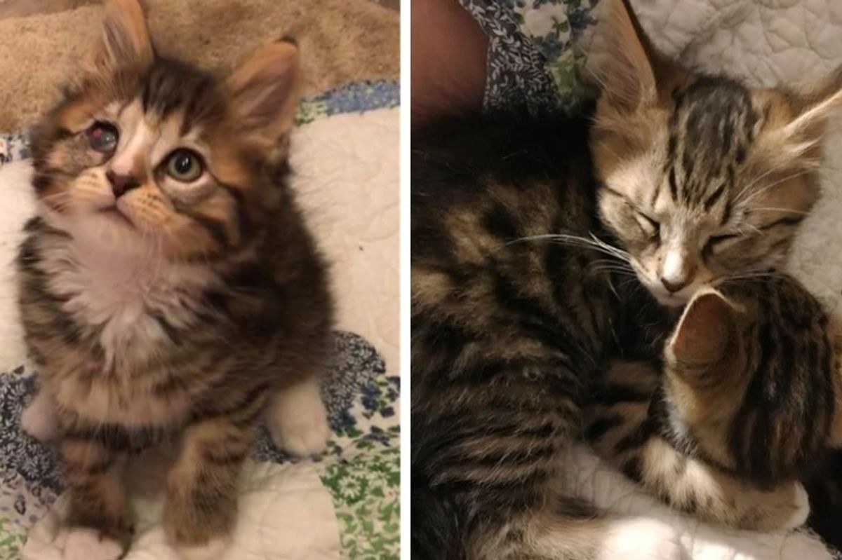 Kitten Comforts His Brother Who Lost an Eye - They Share an Incredible Bond