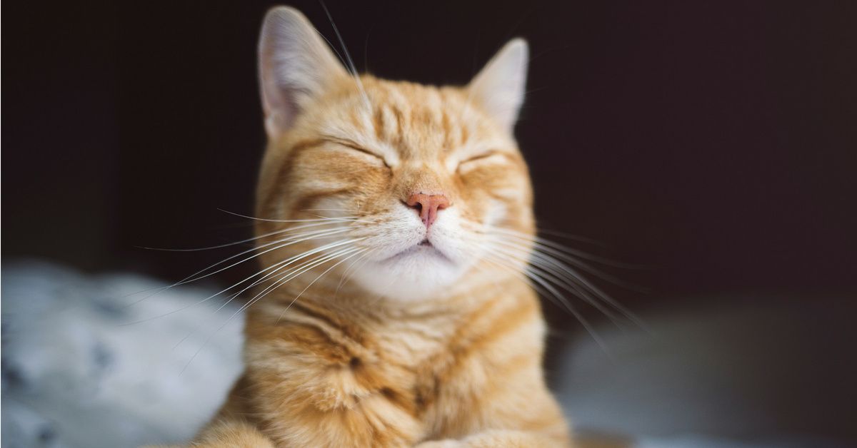 According To Study, Your Cat's Poop Makes You Better At Business