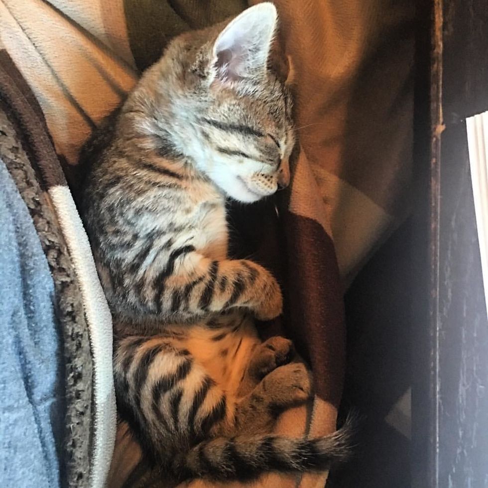 Kitten Who Couldn't Grow, Finds Someone She Loves and Won't Let Go