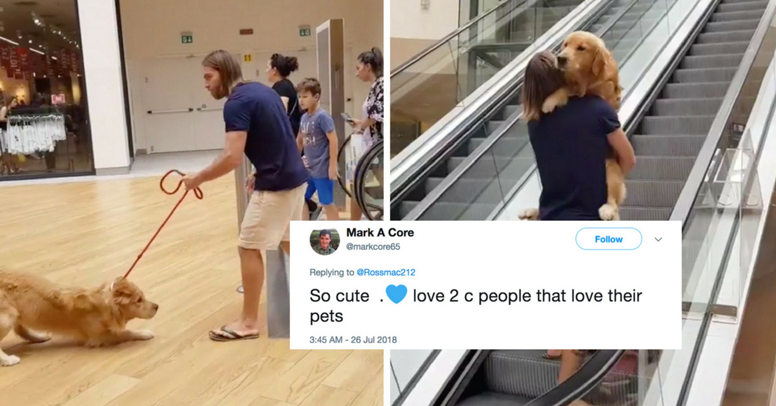 This Video Of A Scared Dog Being Carried Up An Escalator Is The Best Thing You'll See All Day 😍