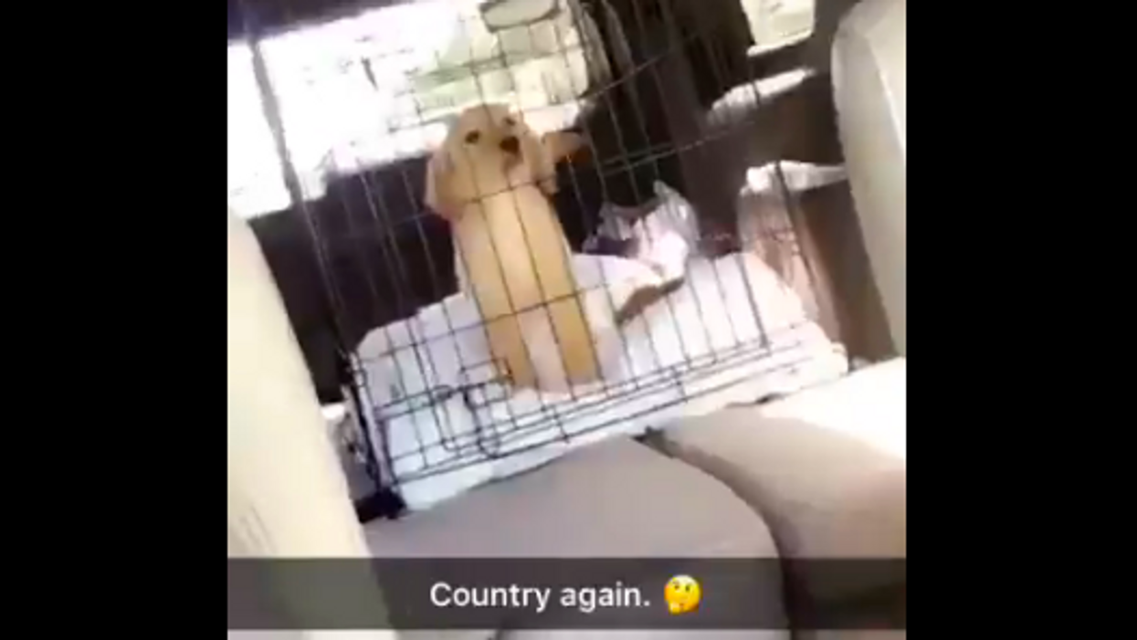 This adorable Texas dog absolutely cannot stand country music