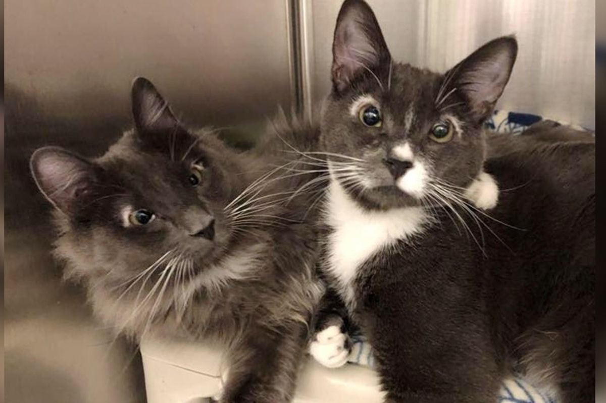 Kittens with Special Needs Found Behind Dumpster, Have Been Together Through Everything