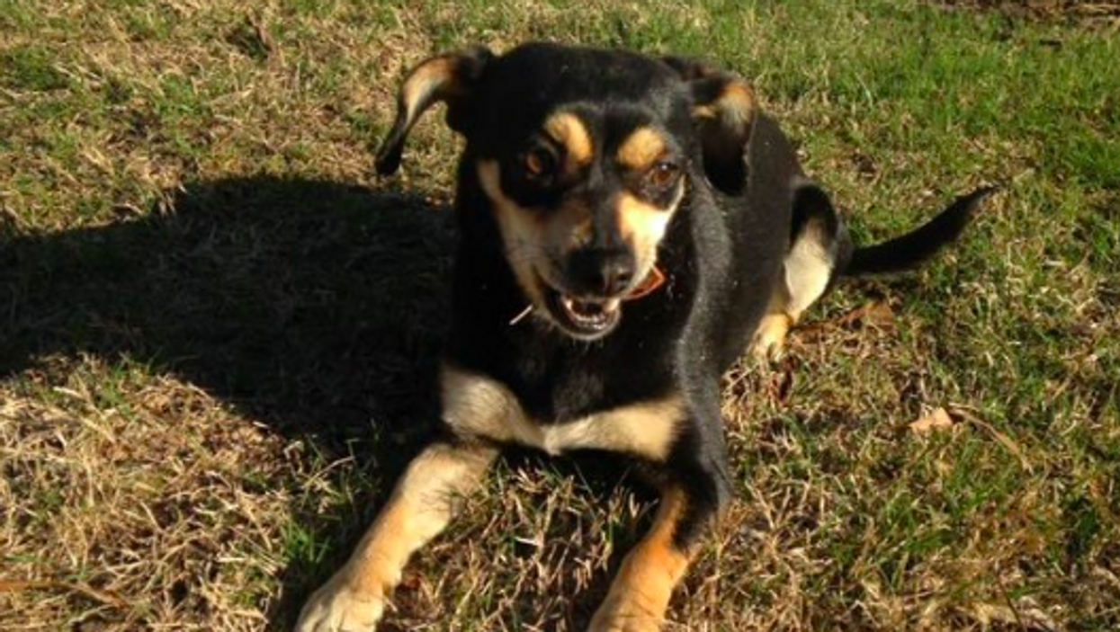 Lulu, 'Alabama's Elusive Mascot,' finds a home after years as a shy, stray dog on university campus