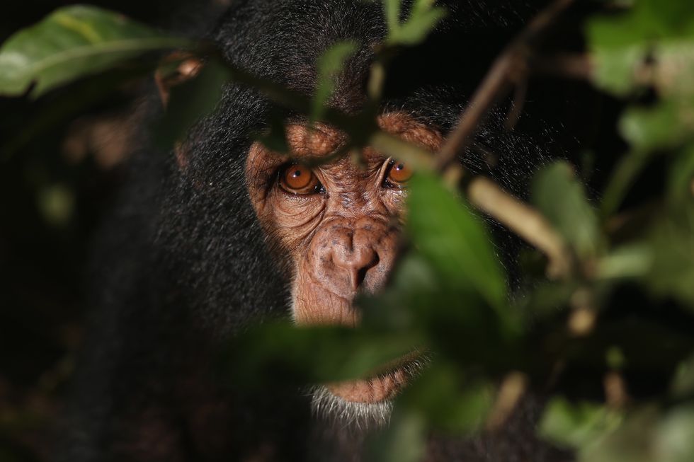 Chimpanzee