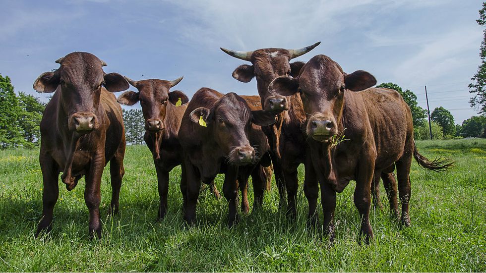 Had It up to Here with Climate Change? Eat Beans Instead of Beef