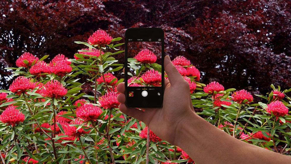 You Can Now 'Shazam' Plants and Animals with Your Phone