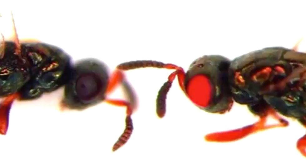 Scientists Use CRISPR Gene Editing to Create the World's First Mutant Social Insect