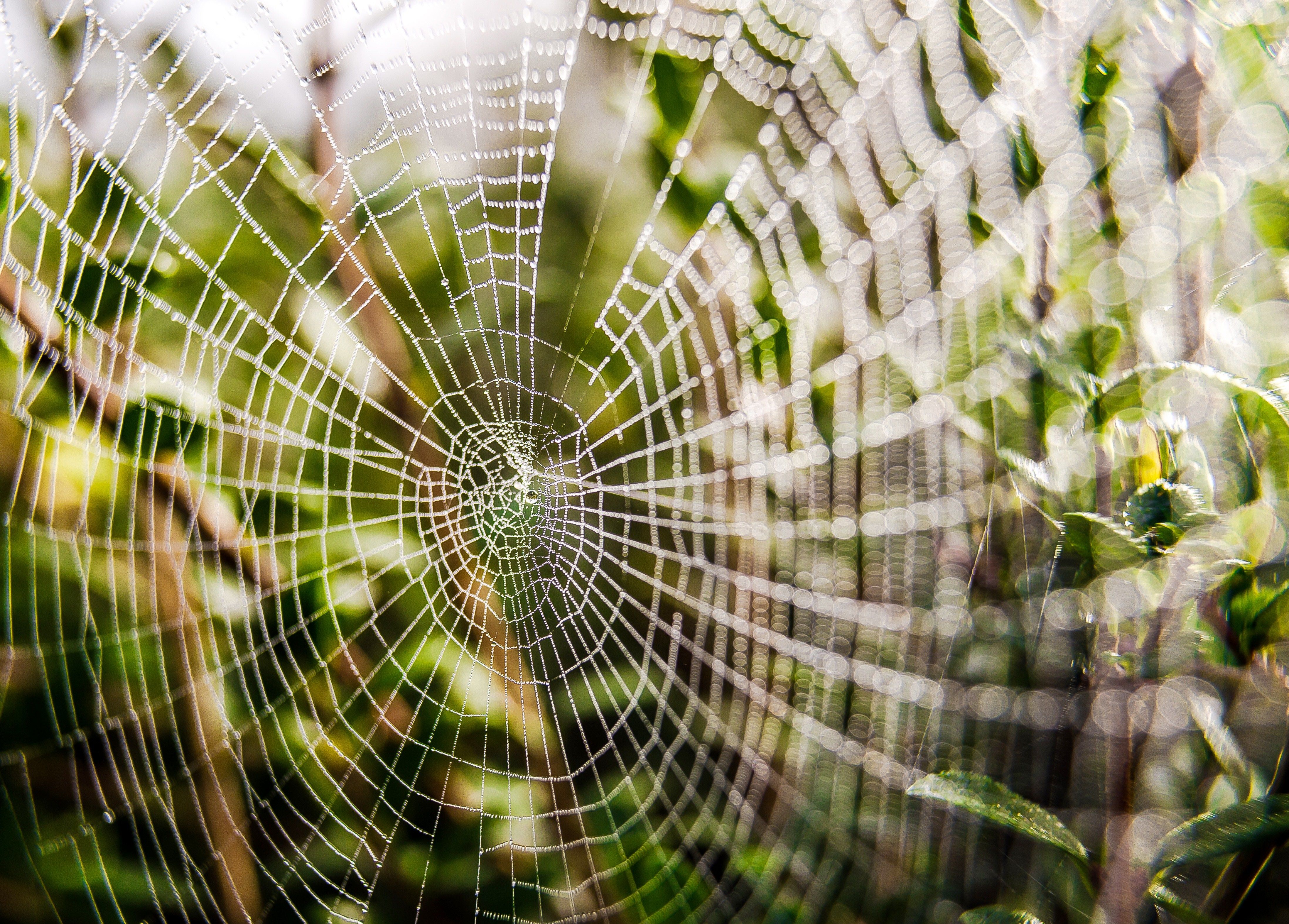 carbon nanotubes spider silk