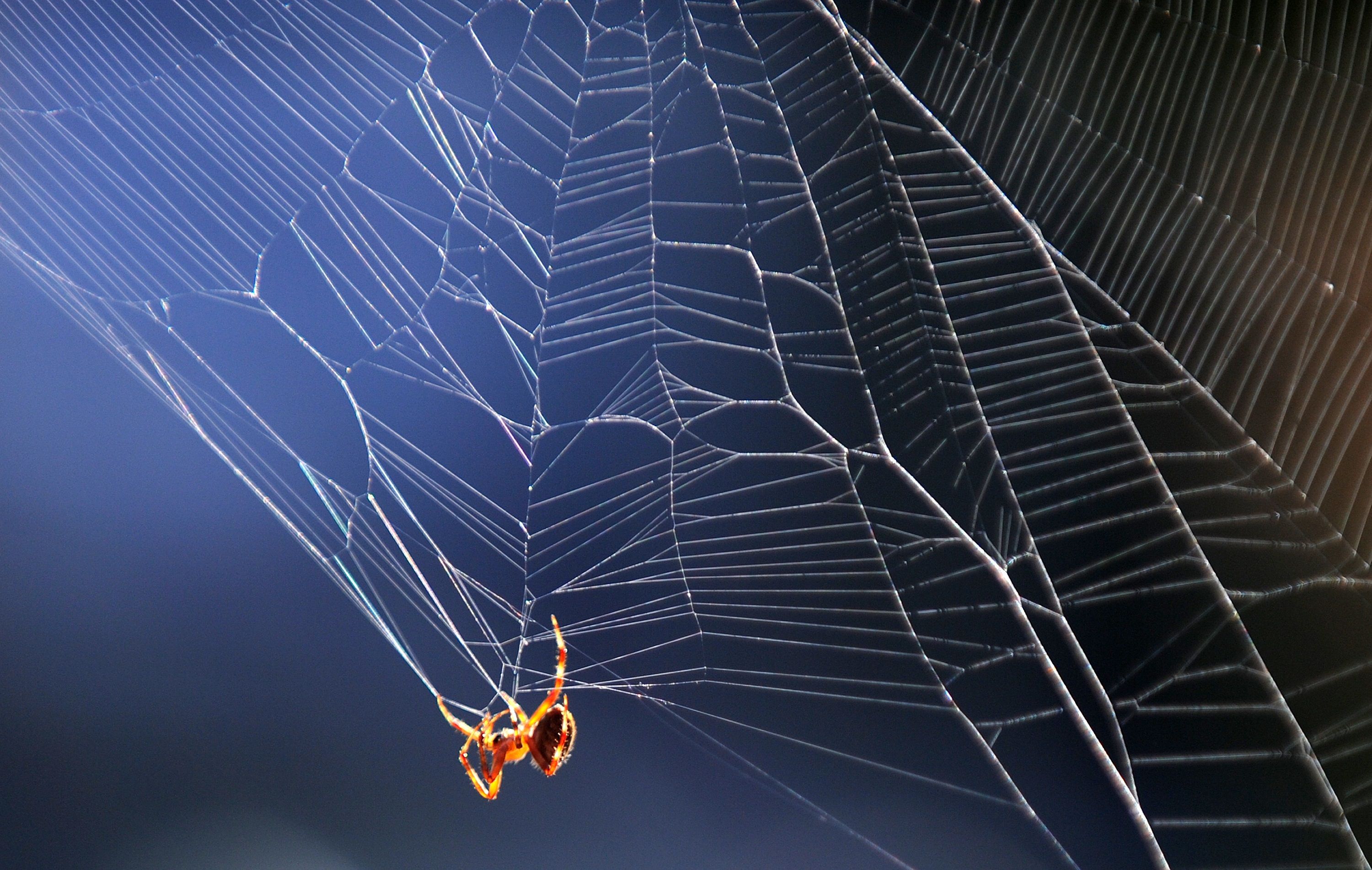 carbon nanotubes spider silk