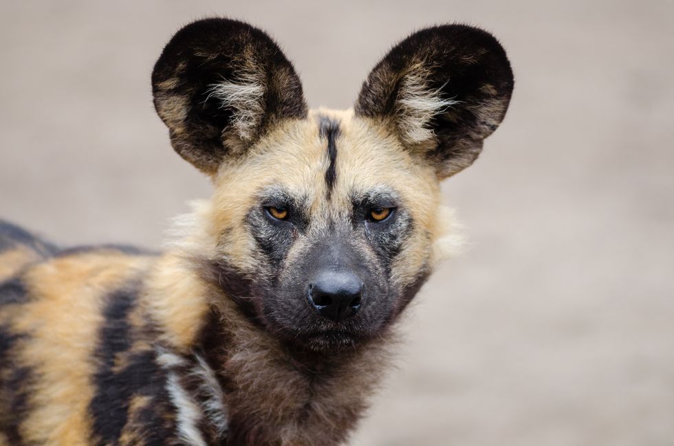 African Wild Dog.
