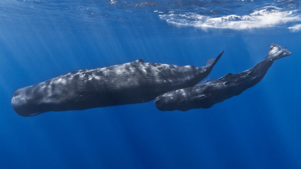 Sperm whales