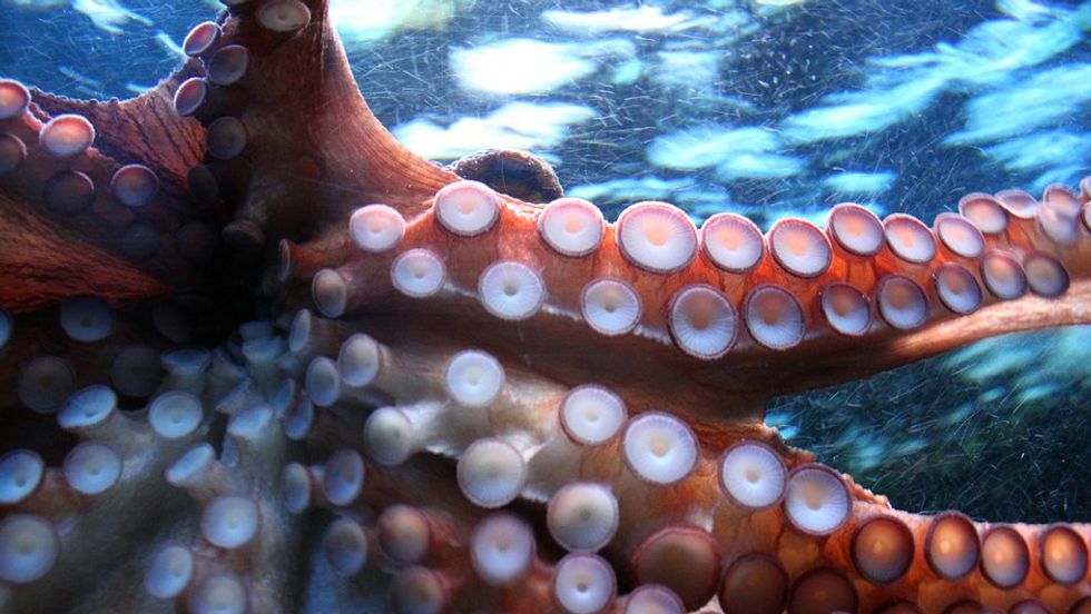 Scientists Discover Octlantis, An Octopus City off the Coast of Australia