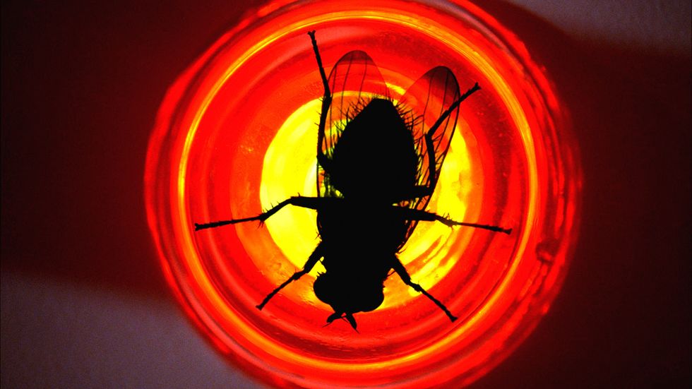 This Is Why You Never Swat That Fly Big Think