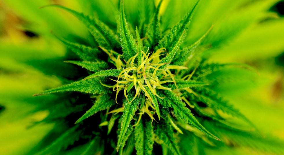 marijuana plant