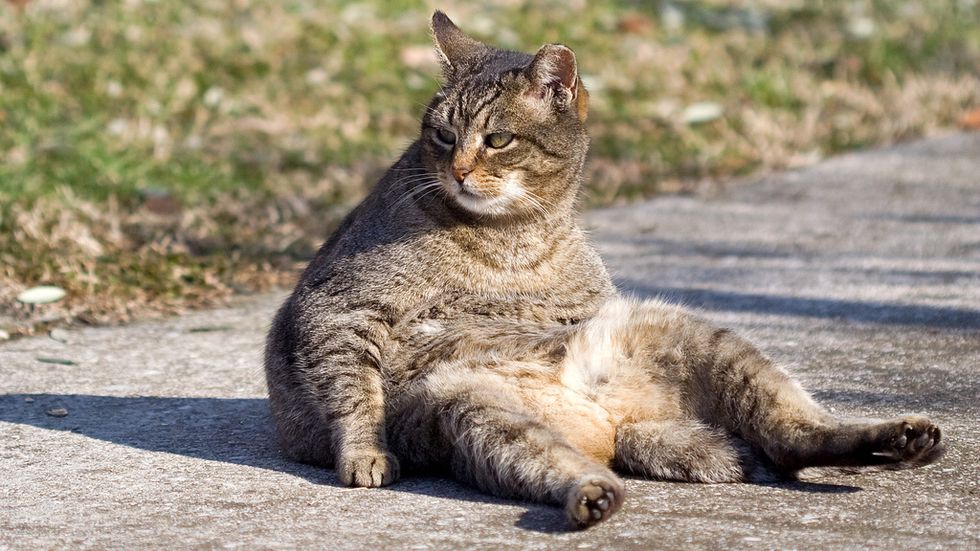 Lazy cat. Photo: Umberto Salvagnin (www.flickr.com/photos/kaibara)