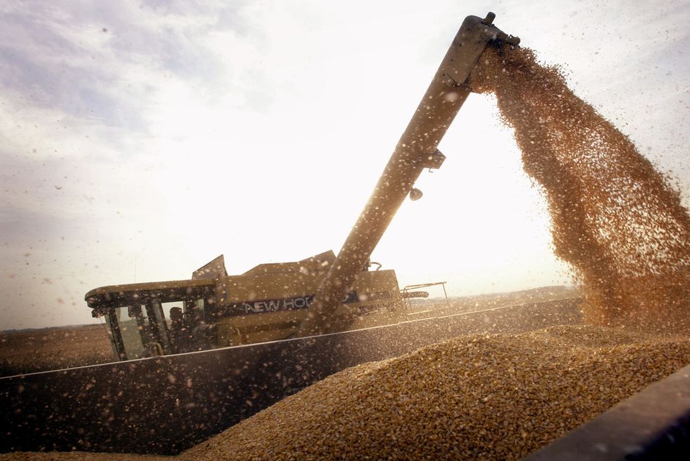 Collecting wheat.