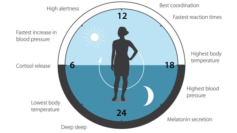 The circadian clock.