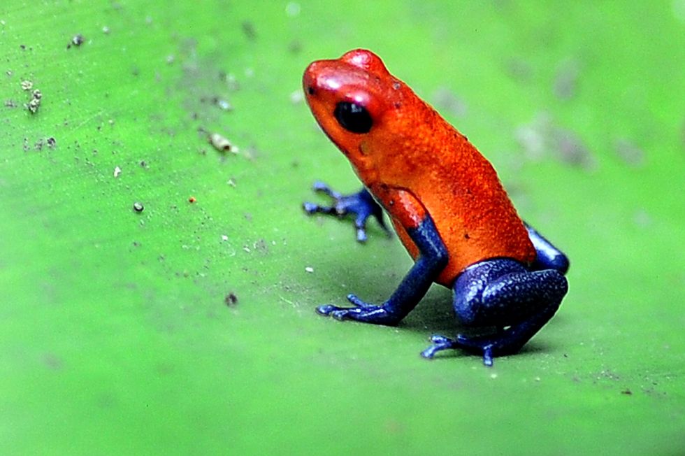 Poison arrow frog.