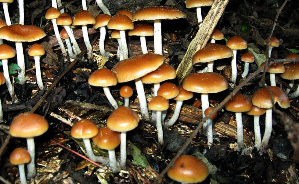 A New Study Finds a Psychedelic Treatment for Depression, with a Side of Mushrooms