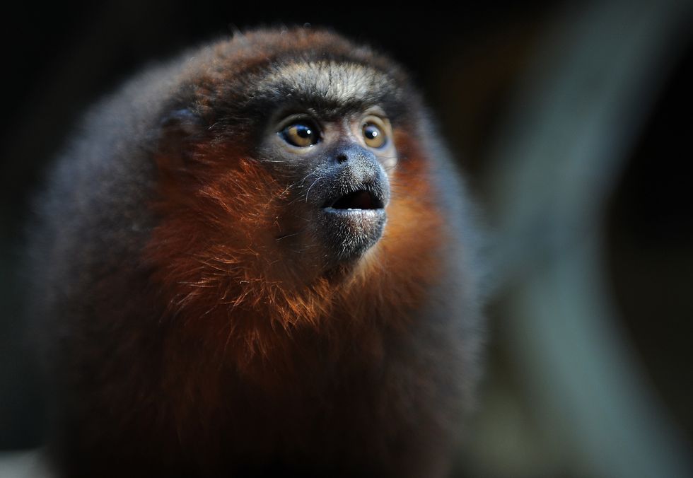 Titi monkey.