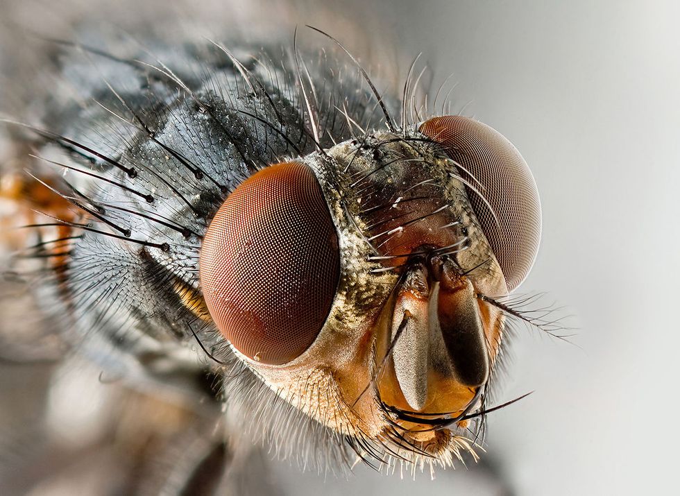 A fruit fly cllose up.