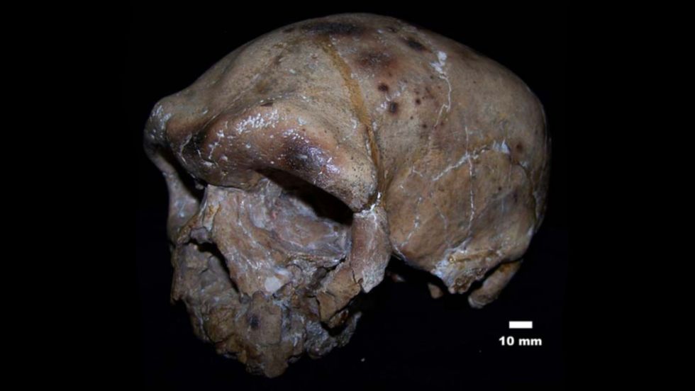 Why This Skull Might Rewrite Human History Big Think