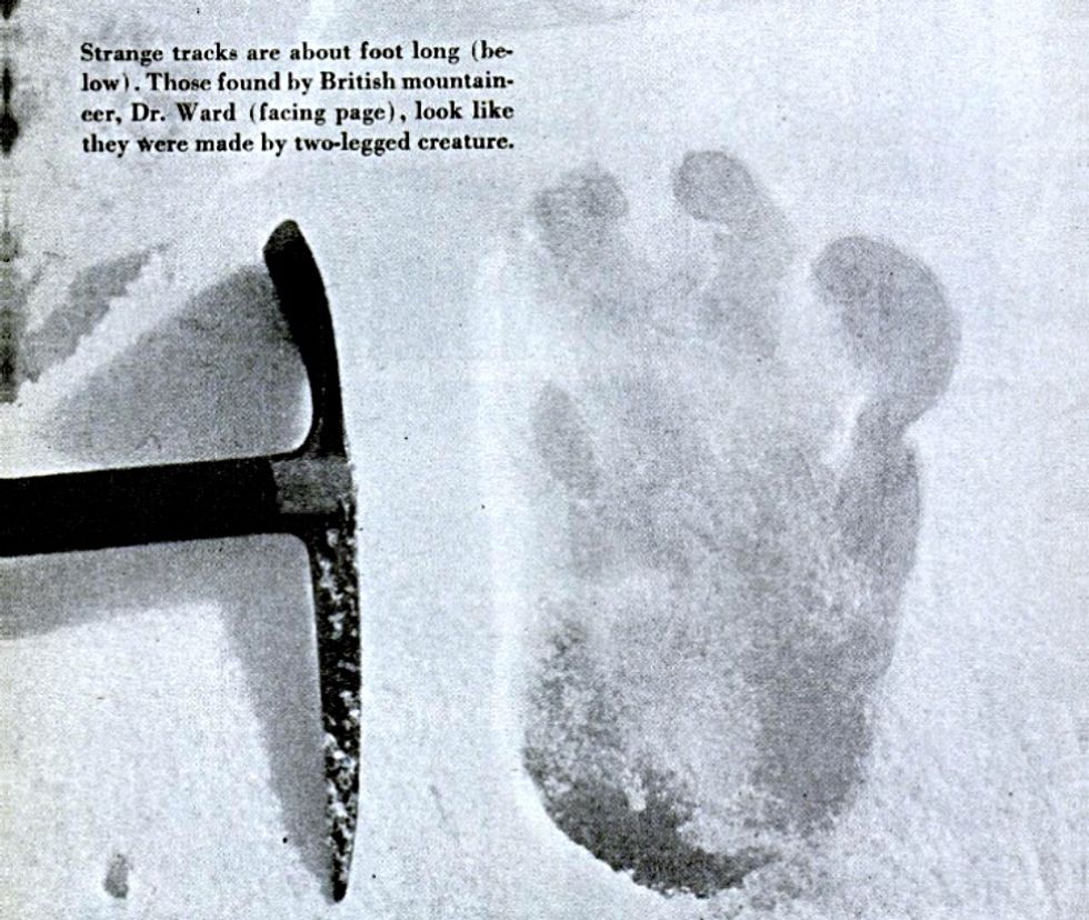 DNA Reveals Yeti To Be Bears, Mostly Himalayan Brown Bears Big Think