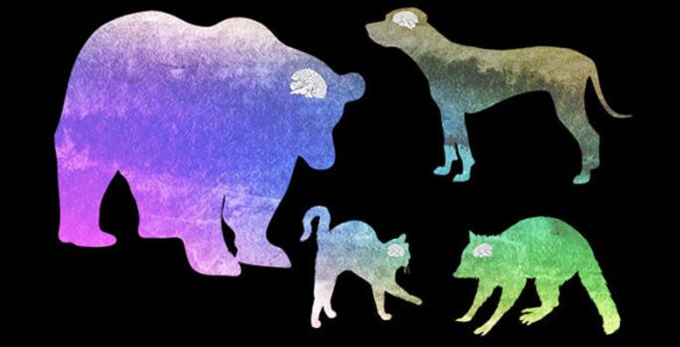 Study Finds Dogs Are Brainier Than Cats Big Think Study Finds Dogs Are Brainier Than Cats Big Think