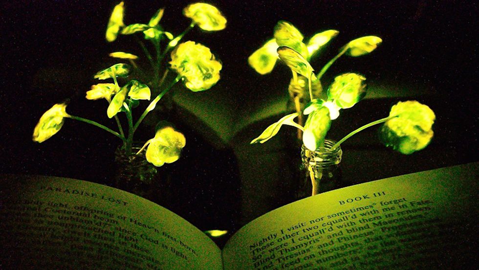 Two nanobionic light-emitting watercress plants shine onto 'Paradise Lost'. Reflective paper was used to increase the glow in this image.