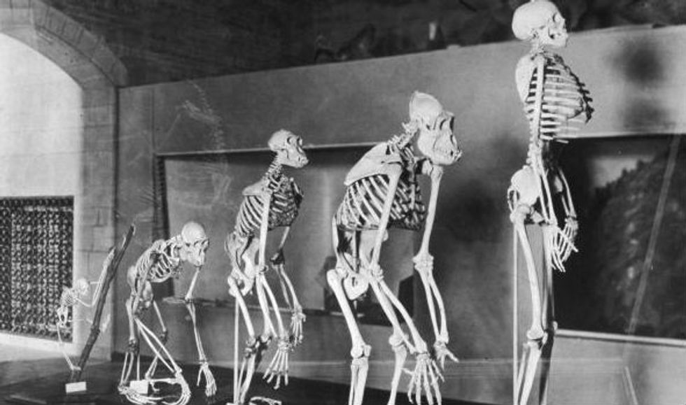 The theory of evolution: another reason to be an existentialist?