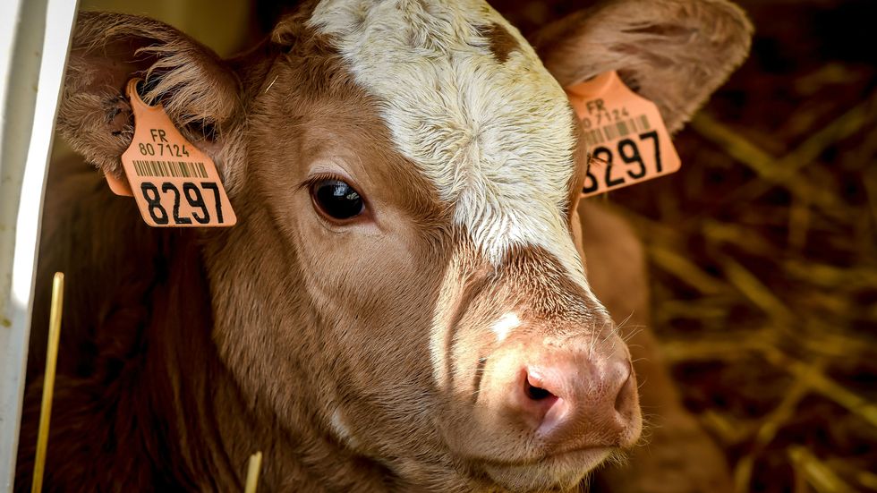A newborn calf, isolated from other calves the first days, is pictured on December 14, 2017 at an intensive cattle farm, known as the 1,000-cow farm, in the northeastern French town of Drucat. (Photo credit: PHILIPPE HUGUEN/AFP/Getty Images)