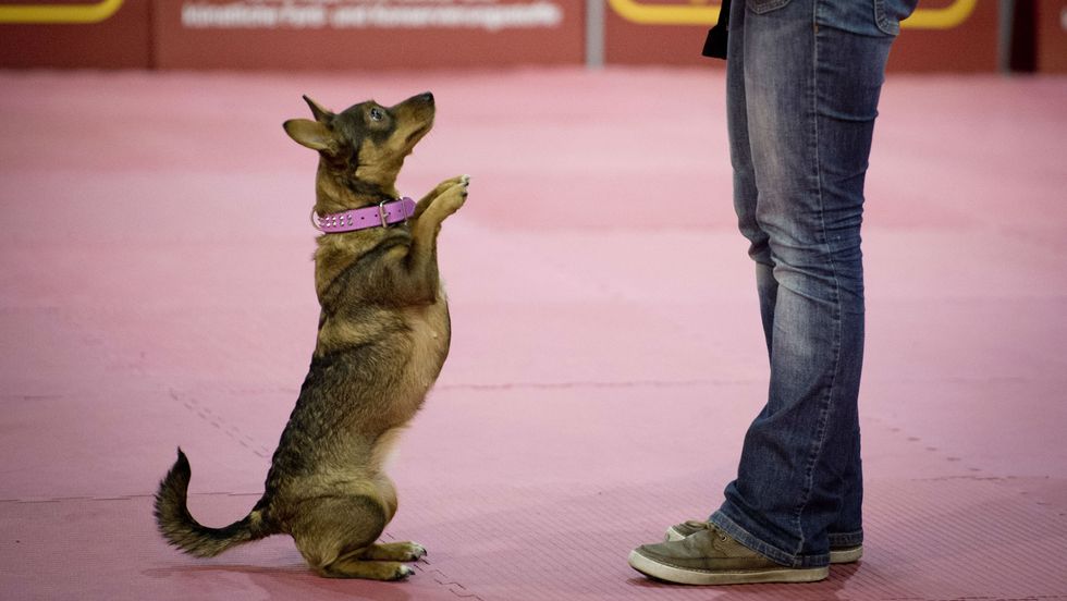 Dogs Love to Play, but They Don’t Do so for Pleasure