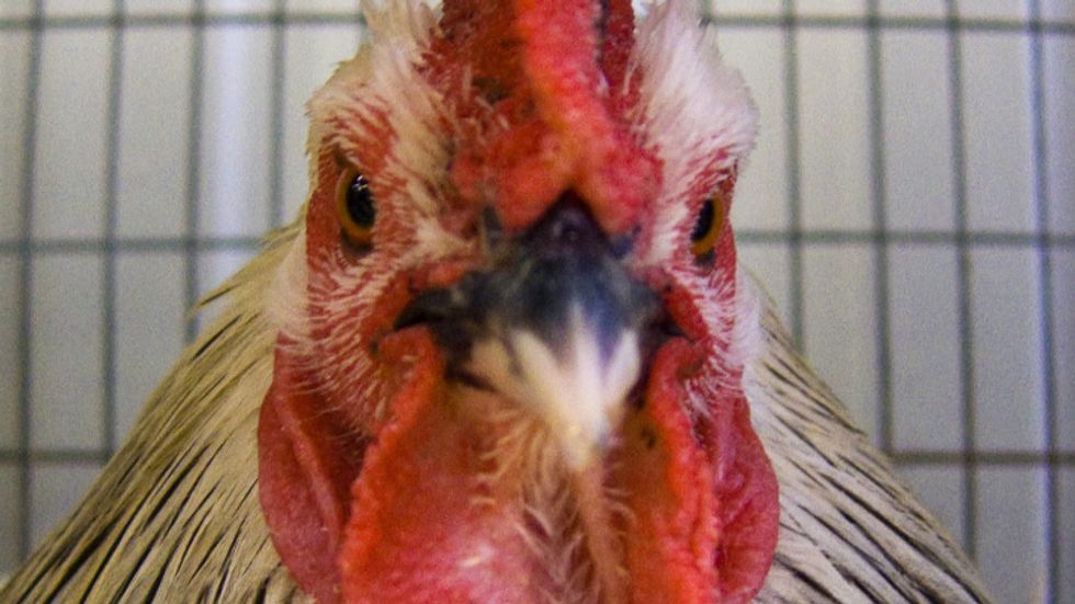 No dumb cluck