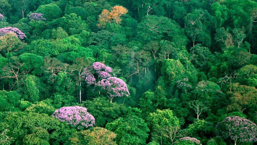 This tropical forest is flowering thanks to climate change