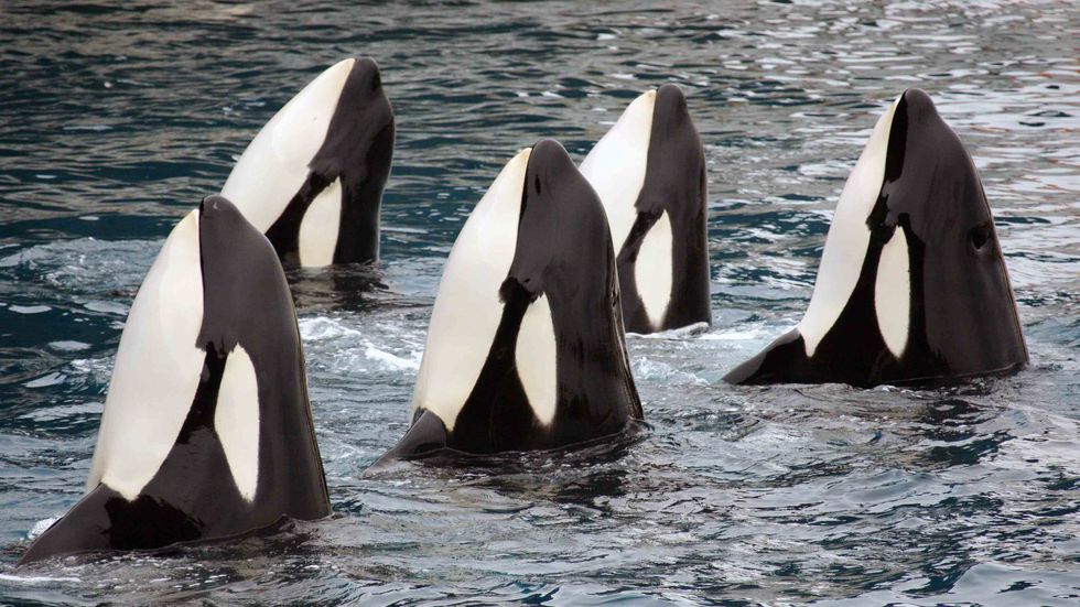 Five killer whales perform in the water park of 'Marineland' in Antibes, southern France on April 17, 2008. (VALERY HACHE/AFP/Getty Images)