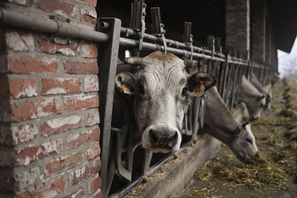 Diet has more impact on climate change than transportation. Here's how to fix that.