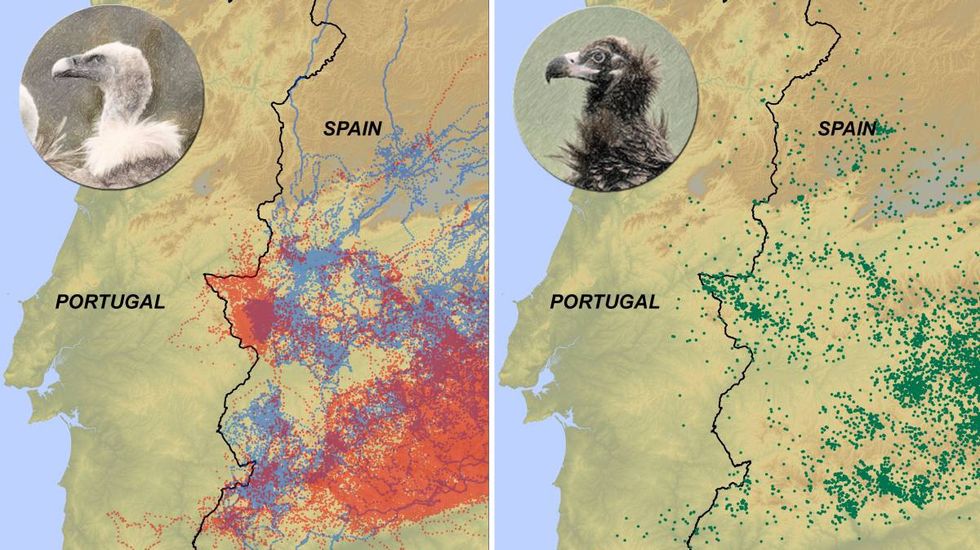 The first rule of Vulture Club: stay out of Portugal. (Image: Eneko Arrondo)
